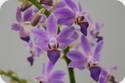 Phal. Blue Pearl